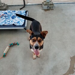 Tiger/Australian Kelpie/Male/2 Years 3 Months,Hi! I'm Tiger! I'm a super lovely kelpie boy who is looking for a home who can spoil me rotten! I'm energetic, playful and allround a goofy gentleman! I'm a high energy dog and I'll need someone who is willing to spend time with me and do lots of fun exercise and games! I would love to have nice quiet walks, sniff around for my food like a little treasure hunt, and snooze in the sun from time to time. I can be a bit exuberant, and will not be suited to young kids who I might knock over! Unfortunately, I have had a bit of a hard go of life and was in a situation where I couldn't always trust the people around me so I will need a family that is able to provide me with a bit of stability and trust. I haven't met many dogs and they can scare me a little bit so I'll will need to be the only pooch in your life, but don't worry, I promise to fill your home with my fun loving personality.  Requirements: Tiger is such a beautiful young man who is very eager to find his new furever home! Come on down to the Hunter shelter and meet him today! Love and tail wags, Tiger!