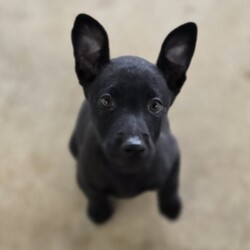 Adopt a dog:Dee Dee/Siberian Husky / Australian Dingo/Female/2 Months,Hi there, I'm Dee Dee! I'm a confident & brave young pup in search of my forever home. I promise to fill your life with puppy kisses, tail wags and an endless amount of love. I'm a girl who likes to keep things moderate – not too lazy, not too energetic. I'm the perfect companion for someone who works average hours, as I need a balance of play, learning and rest. I'm still a puppy, so I need daily opportunities to learn about life. I promise to be a quick learner! Good news, I seem to get along with other dogs, so if you have a furry friend already, we can be the best of friends! I don't have any known issues with other animals or children, so I should fit right into your family. Just think about it, my soft fur, my sparkling eyes, and my adorable puppy antics could all be part of your everyday life. Who can resist? Let's make some beautiful memories together! My adoption fee is $620 and I am desexed, microchipped & vaccinated, with my flea, tick & worming treatments all started. If you think I'm the one for you, give the shelter a call! You will need to bring all the members of your household, including any other dogs when you come to meet me!