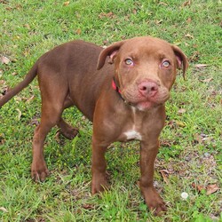 Darnell/Staffordshire Bull Terrier / Rhodesian Ridgeback/Male/8 Months,Hi, I'm Darnell! Let me tell you, I'm the cutest puppy around these parts! I have a lovely squishy wrinkly face that you will just fall in love with, the handlers at the shelter think I'm an absolute delight! I'm full of puppy love ready to take on the world and find a loving family I can call my very own. Ideally, I'd love a big secure yard to play with my toys in, cozy warm sleeping spots, lots of delicious food to keep me growing big and strong, and lots of attention and silly games to keep me busy! If you are ready for a whirlwind of cuteness, come and see me, I bet you will fall in love within seconds! I didn't have the best start to life and I find life quite overwhelming, so I'm on some special medication that helps with that. You will need to have a conversation with my vets before being able to adopt me. If you'd like to meet me, please call the Coffs Harbour shelter today! You will need to bring down all members of the household as well as any dogs when you come to meet me. XX Darnell