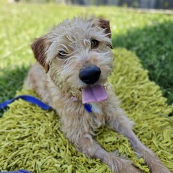 Adopt a dog:Camilla/Golden Retriever / Poodle (Standard)/Female/10 Months,Hi there, my name is Camilla! I'm a sweet, 10-month-old Golden Retriever mix girl with a heart full of love to give. I'm still a puppy, so I'm curious about everything and eager to learn about life. I may look a little different as I only have three legs, but I'm a little go-getter with plenty of energy. I promise that with lots of patience and training, I'll be the best girl you could ever dream of! I'm quite sociable with my fellow doggies, but I don't have much experience with other animals. That said, I'm open to making friends of all kinds. I'm looking for a quiet, calm household where someone can be home most or all of the time – I like company and I'm still learning about the world, so having you around would be a big help. Did I mention that I love to be active? I have a moderate lifestyle, so a daily walk or a fun game of fetch would make my tail wag with joy. If you have kids aged 10 years or older, I would love to play with them too when I'm all settled into your home! So, if you're looking for a loyal, loving, and fun companion, I'm your girl. I can't wait to meet you and become a part of your family! -Lvl 2 ART Adoption -Quiet home -Must meet other dogs -Dog confident children over 10 yrs Someone home more often than not -Time alone handout -Ongoing Positive Reinforcement Training