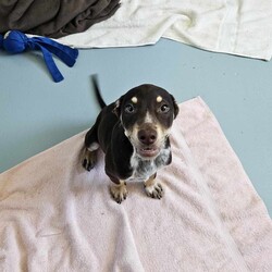 Adopt a dog:Pumba/Australian Kelpie/Male/3 Months,Hello there! I'm Pumba, a young, energetic Australian Kelpie pup. At just three months old, I'm full of life and ready to find my forever home. I'm a high-energy guy who needs an adult-only home with someone who's not gone all day. You see, my breed is used to working, and I've got lots of energy to burn! I'm looking for an experienced dog owner who knows how to handle my breed's energy and intelligence. Training might be a bit of a challenge, but I promise I'm worth it! My ideal home is a single dog household, where I can soak up all the love and attention. I don't have any known issues with other animals, but I do best as the only dog. If you're familiar with my breed and are looking for a loyal, energetic companion, I might just be your guy! I can't wait to find my forever home and start our adventures together. Will you be my new best friend? Requirements: **If you are interested is giving this wonderful pet a home please visit our website and complete an expression of interest 