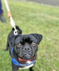 Sam/Pug / Jack Russell Terrier (Smooth)/Male/2 Years 1 Month,Hello there, I'm Sam! I'm a 2-year-old male pug with a heart full of love and a nose full of sniffs. I'm looking for a forever home with a kind human who works average hours. You see, I enjoy a mild lifestyle, perfect for seniors or anyone who likes to relax and take life at a leisurely pace. I'm an eager learner and need daily chances to discover more about life. Whether it's a new trick or a fun game, I'm all for it! I'm also social with my fellow dogs, so if you have another pup, we'll be best friends in no time, but we need to meet at the shelter first to ensure we get along okay. As far as other animals go, I've never had any issues. Now, I do have one request. I'd love a quiet and calm household where I can relax and feel safe. I'm a bit sensitive to noise, you see. But don't worry, I'm as sweet as can be and will fill your home with joy and unconditional love. My vets have plans to do further surgeries and this will be completed at RSPCA Veterinary Hospital in Yagoona. I would love the chance to settle into my new home first and allow for a smoother recovery. It is recommended that you are located in the Sydney/Illawarra/Central Coast as you will need to travel to Yagoona for further vet appointments. So, are you ready to add a little pug love to your life? I'm patiently waiting for you!