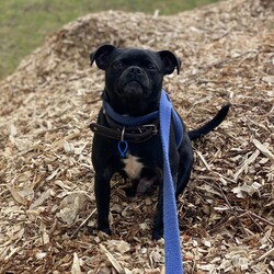 Mars/Pug / Jack Russell Terrier (Smooth)/Male/2 Years 4 Months,Hello! I'm Mars, a charming 2-year-old Pug who's looking for a forever home. I'm a male pup with a moderate lifestyle and a playful personality. My training is still a work in progress, but I'm eager to learn and explore life every day. I'd thrive in a home with someone who works average hours and can give me the attention I need. Ideally, you'd have a securely enclosed backyard or an attached enclosure for me to get my daily exercise, sniff around, and just be a dog. A home with kids aged 12 years and above would be great as I've got a lot of energy to share. As far as other dogs are concerned, I can be a bit selective, so perhaps it's best if we avoid off-leash dog parks. But don't worry, I've never had any issues with other animals at home. My vets have plans to do further surgeries and this will be completed at RSPCA Veterinary Hospital in Yagoona. I would love the chance to settle into my new home first and allow for a smoother recovery. It is recommended that you are located in the Sydney/Illawarra/Central Coast as you will need to travel to Yagoona for further vet appointments. If you're willing to share your home and your heart with a fun-loving pug like me, I promise to shower you with love and make every day a joy. Can't wait to meet you!