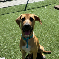 Haven/Staffordshire Bull Terrier / German Shepherd Dog/Female/1 Year 2 Months,Hey there, I’m Haven! I’m a sweet and spirited girl with a heart full of love and a whole lot of energy. I’m playful and always ready for some fun, but I can be a little nervous in new situations, so I’m looking for a patient and understanding home. I love making new dog friends, but I’m still learning the ropes when it comes to socializing, so I would be best suited to a house with no other animals at this stage. I know some basic cues like sit, stay, and come, and I’m eager to learn more with your help! Car rides? Oh, yes, please! Feeling the breeze and checking out new sights makes me so happy. And when it’s time to chill, there’s nothing better than some cozy couch time and a yummy long-lasting chew to keep me entertained. If you’re looking for a loyal companion who’s ready to grow and share some love, I’d be thrilled to join your family! Let’s make some great memories together! 
