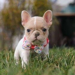 Angela/French Bulldog									Puppy/Female	/6 Weeks,Meet our AKC-registered French Bulldog, Angela! With her signature bat-like ears, compact muscular build, and a playful, endearing personality, this little pup is a perfect combination of elegance and fun. Renowned for their affectionate nature, French Bulldogs thrive on companionship and are happiest when snuggled up with their family. This pup is not just adorable but also comes with a health-conscious upbringing, being microchipped, up-to-date on vaccinations, and dewormed. With her gentle demeanor and adaptability, she will fit seamlessly into any lifestyle, whether it’s a bustling home or a quieter environment. Ready to join your family with AKC registration papers and a one year genetic health guarantee, this sweetheart promises a lifetime of unconditional love and cherished memories!