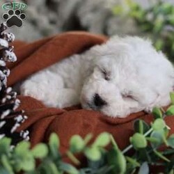 Tiny-Frosty/Bichon Frise									Puppy/Male	/6 Weeks,, a little winter wonder, is a Bichon Frise puppy with a heart as pure as the driven snow. His soft, white fur and playful spirit make him the perfect Christmas companion. Whether he’s frolicking in the snow or curled up by the fireplace, Frosty is sure to bring joy and warmth to your home.