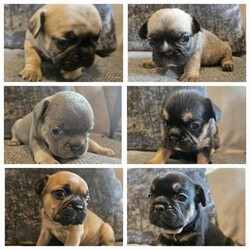 Beautiful KC French Bulldog Puppies/French Bulldog/Mixed Litter/3 weeks,Here we have a litter of 6 beautiful Pedigree French Bulldog puppies 3 Girls & 3 Boys. Born on the 24th of October they will be ready to go to their forever homes from the 21st of December 2024.

X2 Female Black & Tan - £1'600.00
X1 Female Lighter Sable - £1'500.00
X1 Male Lilac & Tan - £1'500.00
X1 Male Lighter Sable - £1'400.00
X1 Male Darker Sable - £1'400.00

These puppies have been attentively loved and cared for in our family home from birth and have had only the best. They are well socialised, raised around children and are trained to use puppy pads. All of their worming & flea treatments are completely up to date and their 1st Vaccinations and microchipping will have been done by the time they are ready to go to their new homes. They are also KC registered.

We will be doing our very best to ensure these wonderful little Pups find the best homes possible so only serious enquiries if you are absolutely ready to own a puppy french bulldog please. We will also need to have video calls before any viewings are arranged to ensure you have the right home, setup and situation to provide one of our puppies the best homes possible. To secure one of our puppies upon viewing, we will require a small deposit of £100.00 which can be paid via bacs or other.

Their KC registration documents and Puppy packs will be included in the price which will consist of their vaccination and health record, microchip information, puppy food and information sheet.

Their mum is a Micro Black & Tan French Bulldog
And the pups dad is a Fawn Frenchie

Their mother is a wonderful dog with a fun, cheeky and loving character.
Their father has a classic French Bulldog character and is wonderful with children and well socialised too.

Any other question please ask and we look forward to your enquiry ????