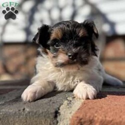 Emily/Biewer Terrier									Puppy/Female	/6 Weeks,Hey There, My name is Emily! I am a very beautiful female Biewer puppy! I was born on October 5th, 2024. I am such a sweet little girl! I’m looking for my new family, could that be with you? If you choose me I will come home to you vet checked with my vaccinations and deworming up to date and I will also be microchipped! If you think that I would be the perfect little addition for your family, then please call or text to find out more information about me!