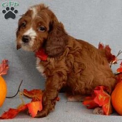 Scout/Cavapoo									Puppy/Male	/8 Weeks,Prepare to fall in love!!! My name is Scout and I’m the sweetest little F1b cavapoo looking for my furever home! One look into my warm, loving eyes and at my silky soft coat and I’ll be sure to have captured your heart already! I’m very happy, playful and very kid friendly and I would love to fill your home with all my puppy love!! I am full of personality, and ready for adventures! I stand out above the rest with my beautiful fluffy red coat with white markings!!… I will come to you vet checked, microchipped and up to date on all vaccinations and dewormings . I come with a 1-year guarantee with the option of extending it to a 3-year guarantee and shipping is available! My mother is Winnie, our sweet 14# cavapoo with a heart of gold and my father is Theo, a 6# AKC red mini poodle and he has been genetically tested ! Both of the parents are on the premises and available to meet! Why wait when you know I’m the one for you? Call or text Martha to make me the newest addition to your family and get ready to spend a lifetime of tail wagging fun with me! (7% sales tax on in home pickups) 