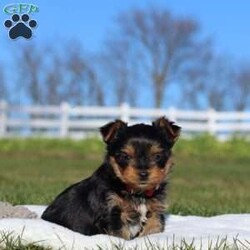 Marshall/Yorkie									Puppy/Male	/8 Weeks,Meet the most darling Yorkshire Terrier, Marshall! This handsome boy is playful yet affectionate and he has a curious personality that keeps every day interesting. Yorkies are well known for their intelligence, trainability & loyalty to their owners, they also tend to shed very little so they make wonderful family pets. We have always loved this breed, their brave and feisty spirit sets them apart from others!