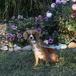 River/Cavapoo									Puppy/Female	/8 Weeks,I offer a one year health guarantee. Up to date on shots and dewormings. I’m looking for a loving indoor home. Shipping options are available anywhere in the US. All Sunday calls are returned on Mondays. Thanks Jon