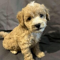 Adopt a dog:Beautiful flb miniture cockapoos/Cockapoo/Mixed Litter/7 weeks,Here i have 4 beautiful puppies 2 girls and 2 boys looking for a forever home .
My girl is a miniature cockapoo shes pra clear and been fantastic with her babies they are all doing great and the pups are honestly the cutest iv ever seen , they will be use to the usual house hold noises like hoover , washing machine etc and be use to children
Cockapoos dont malt so no dog hairs around the house and there the most friendly loving dogs .
The puppies will be microchipped, wormed, and have there 1st vaccinations and come with a scented blanket .
Please get in touch if you would like any more information or come and meet them