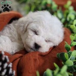 Tiny-Frosty/Bichon Frise									Puppy/Male	/6 Weeks,, a little winter wonder, is a Bichon Frise puppy with a heart as pure as the driven snow. His soft, white fur and playful spirit make him the perfect Christmas companion. Whether he’s frolicking in the snow or curled up by the fireplace, Frosty is sure to bring joy and warmth to your home.