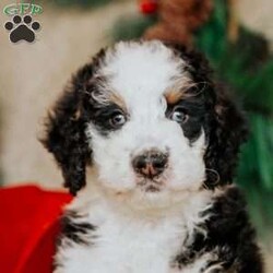 Hector/Bernedoodle									Puppy/Male	/7 Weeks,Do you love Bernese Mountain dogs but struggle with the heavy shedding then take a look at this puppy. With their poodle hair but Bernese happy personality they are sure to please.