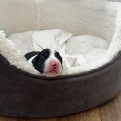 Adopt a dog:Long hair black and white Border Collie/Long hair border collie/Female/5 weeks,One healthy female border collie pup available to find the best home possible.
She was born on the 12th of October 2024.
Most confident and energetic pup, born and raised with kids and other dogs.
For more information please contact me.