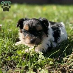 Emily/Biewer Terrier									Puppy/Female	/6 Weeks,Hey There, My name is Emily! I am a very beautiful female Biewer puppy! I was born on October 5th, 2024. I am such a sweet little girl! I’m looking for my new family, could that be with you? If you choose me I will come home to you vet checked with my vaccinations and deworming up to date and I will also be microchipped! If you think that I would be the perfect little addition for your family, then please call or text to find out more information about me!