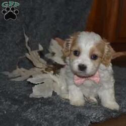 Trisha/Cavachon									Puppy/Female	/6 Weeks,Trisha is outgoing,playful and has sweet cavachon temperment. She’s looking for her forever home. 