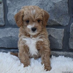 River/Cavapoo									Puppy/Female	/8 Weeks,I offer a one year health guarantee. Up to date on shots and dewormings. I’m looking for a loving indoor home. Shipping options are available anywhere in the US. All Sunday calls are returned on Mondays. Thanks Jon