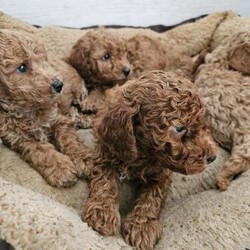 Adopt a dog:Male miniature poodle puppies/Miniture Poodle/Male/7 weeks,Pure breed miniature poodles, raised in our home.
Mum and Dad are our family pets, both miniature poodles and can be seen.

Puppies born 4.10.24, ready to leave from end November

Pups will have been vet checked. Wormed regularly.
Will be chipped and 1st vaccine administered before they leave.

These puppies will only go to good homes, we will be fussy so please only make contact if you are certain you want a puppy, who may well live for 15 years.