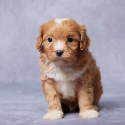 Ezra/Cavapoo									Puppy/Male	/6 Weeks,Meet Ezra, the sweetest F1 Cavapoo you’ll ever find! This little guy is looking for a loving forever home where he can shower his new family with love and cuddles. Raised in a caring environment, Ezra is well-socialized and ready to be your best friend. He’s been vet-checked, is up-to-date on vaccines and dewormer, and is microchipped for extra peace of mind. Ezra comes with a health guarantee, so you know he’s off to a healthy start in life. His parents are AKC registered and have been genetically tested to ensure the best for their puppies. Whether you pick him up or choose delivery, Ezra will be ready to brighten your life. Don’t miss the chance to make Ezra part of your family—he’s waiting just for you!