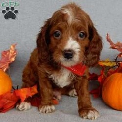 Scout/Cavapoo									Puppy/Male	/8 Weeks,Prepare to fall in love!!! My name is Scout and I’m the sweetest little F1b cavapoo looking for my furever home! One look into my warm, loving eyes and at my silky soft coat and I’ll be sure to have captured your heart already! I’m very happy, playful and very kid friendly and I would love to fill your home with all my puppy love!! I am full of personality, and ready for adventures! I stand out above the rest with my beautiful fluffy red coat with white markings!!… I will come to you vet checked, microchipped and up to date on all vaccinations and dewormings . I come with a 1-year guarantee with the option of extending it to a 3-year guarantee and shipping is available! My mother is Winnie, our sweet 14# cavapoo with a heart of gold and my father is Theo, a 6# AKC red mini poodle and he has been genetically tested ! Both of the parents are on the premises and available to meet! Why wait when you know I’m the one for you? Call or text Martha to make me the newest addition to your family and get ready to spend a lifetime of tail wagging fun with me! (7% sales tax on in home pickups) 