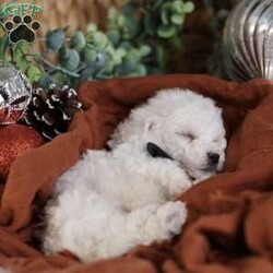 Tiny-Frosty/Bichon Frise									Puppy/Male	/6 Weeks,, a little winter wonder, is a Bichon Frise puppy with a heart as pure as the driven snow. His soft, white fur and playful spirit make him the perfect Christmas companion. Whether he’s frolicking in the snow or curled up by the fireplace, Frosty is sure to bring joy and warmth to your home.