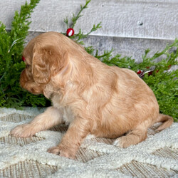 Adopt a dog:Zoey/Cavapoo/Female/6 weeks,Are you looking for the best puppy ever? Well, you found me! My name is Zoey, and I am the best! How do I know? Well, just look at me. Aren't I adorable? Also, I come up to date on my vaccinations and vet checked from head to tail, so not only am I cute, but healthy too! I promise to be on my best behavior when I'm with my new family. I'm just a bundle of joy to have around. So, hurry and pick me to show off what an excellent puppy you have!