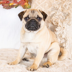 Adopt a dog:Nellie/Pug/Male/24 weeks,I have a lot of adventures planned for you and me. Are you the lucky one for me? I sure hope so! I’m such a cutie. I love to share, and I’m good at it, too. If you like, you can cuddle with me in my doggy bed on those cold nights. I’ll make plenty of room for you. You can take me for long walks, as I’m always on my best behavior. I’ll be the center of attention with my shiny coat and brilliant personality. When I arrive at my new home, I will be up to date on my puppy vaccinations and vet checked from head to tail. Don’t miss out on me!