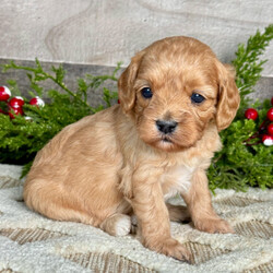 Adopt a dog:Zoey/Cavapoo/Female/6 weeks,Are you looking for the best puppy ever? Well, you found me! My name is Zoey, and I am the best! How do I know? Well, just look at me. Aren't I adorable? Also, I come up to date on my vaccinations and vet checked from head to tail, so not only am I cute, but healthy too! I promise to be on my best behavior when I'm with my new family. I'm just a bundle of joy to have around. So, hurry and pick me to show off what an excellent puppy you have!