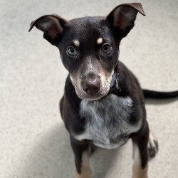 Pumba/Australian Kelpie/Male/3 Months,Hi there! I’m Pumba, a three-month-old Australian Kelpie pup bursting with energy and ready to find my forever home. As a young and lively guy, I’m looking for a special family who understands my breed and can keep up with my playful spirit! I’m intelligent, loyal, and full of love to give. Being a Kelpie, I’ve got a lot of energy to burn, so I’m searching for an experienced owner who knows how to handle an active pup like me. My ideal home would be with an adult-only household where I can thrive in a calm, mature environment. I’ll do best as the only dog in the house, soaking up all your love and attention, and having indoor and outdoor access to stretch my legs and explore. I’m looking for a family who’s ready to commit to ongoing training, as I’m eager to learn and grow with you. While I haven’t had any issues with other animals, I’d prefer to be your one-and-only pup so I can be your top priority. Meeting all of my potential new family members is a must—I want to make sure we’re the perfect match! If you’re familiar with my breed and ready to share an active, adventure-filled life, I could be the loyal companion you’ve been searching for. Let’s start our journey together—could you be the one to give me my forever home? Requirements: **If you are interested is giving this wonderful pet a home please visit our website and complete an expression of interest 