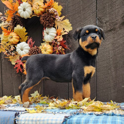 Adopt a dog:Illo/Rottweiler/Male/12 weeks,Are you looking for the best puppy ever? Well, you found me! My name is Illo and I am the best! How do I know? Well, just look at me. Aren't I adorable? Also, I come up to date on my vaccinations and vet checked from head to tail, so not only am I cute, but healthy too! I promise to be on my best behavior when I'm with my new family. I'm just a bundle of joy to have around. So, hurry and pick me to show off what an excellent puppy you have!