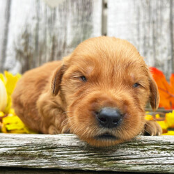 Adopt a dog:Nixon/Golden Retriever/Male/4 weeks,Hi, my name is Nixon. I am looking for someone to play with. I love to play fetch; it’s my favorite game. When I get tired, I will come and curl up next to you so we can go to sleep. I love to go to parks and meet new people and animals. I am very affectionate and love to give kisses. I promise if you take me home, I will brighten your days and will always love you unconditionally. I will come home to you up-to-date on my vaccinations and vet check. I am excited to meet you and become your new best friend!