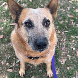 Bingo/Australian Stumpy Tail Cattle Dog/Female/4 Years 6 Months,Hello friends my name is Bingo and I'm on the search for my new forever home! I'm a charming chunky girl who is on the lookout for my new forever home, I've had a pretty rough start to life and don't always know how to be a dog but I try super hard. I've built some really nice bonds with some friends here at the shelter and now I'm much better at making friends and I'm ready to meet my forever family. I'm a sensitive girl still though and need a home where my boundaries are respected and I can have predictable interactions with people. It would be better to have a few trusted adults in the home that I can learn to love and trust. I've also met a few dogs here at the shelter and I'm respectful but very uncomfortable and prefer to keep my distance so it would also be best to be the only dog in your home.  I am a cattle dog and so can also sometimes be really subtle in communicating things to my friends so it would be good if my new family did some research about my breed so we stay on the same page and I don't get overwhelmed by accident. I'll also need a family committed to my ongoing weight loss journey as I'm still quite a few kilos away from where my vet would like me to be.  Requirements: If you're looking for a sweet girl who needs some TLC and a lot of understanding then I'm hoping you might bring me into your loving home. Come down to the Hunter shelter and the staff can help us get to know each other, I'll be waiting! Love, Bingo