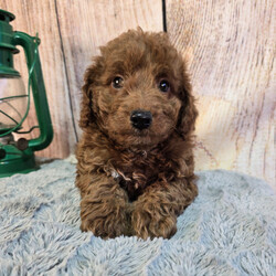 Fred/Goldendoodle/Male/8 weeks