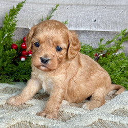 Adopt a dog:Zoey/Cavapoo/Female/6 weeks,Are you looking for the best puppy ever? Well, you found me! My name is Zoey, and I am the best! How do I know? Well, just look at me. Aren't I adorable? Also, I come up to date on my vaccinations and vet checked from head to tail, so not only am I cute, but healthy too! I promise to be on my best behavior when I'm with my new family. I'm just a bundle of joy to have around. So, hurry and pick me to show off what an excellent puppy you have!