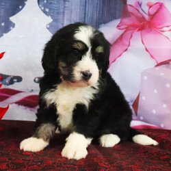 Adopt a dog:Lyndon/Bernedoodle/Male/5 weeks,Hello! My name is Lyndon! Am I not the cutest puppy you have ever seen? That is what everyone keeps telling me. Not only am I cute, but I also have a great personality too. Before arriving home, I will be up to date on my vaccinations and be pre-spoiled. I will make the perfect best friend and companion! So, what are you waiting for? Choose me today!