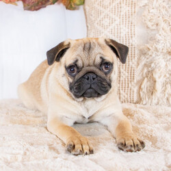 Adopt a dog:Nellie/Pug/Male/24 weeks,I have a lot of adventures planned for you and me. Are you the lucky one for me? I sure hope so! I’m such a cutie. I love to share, and I’m good at it, too. If you like, you can cuddle with me in my doggy bed on those cold nights. I’ll make plenty of room for you. You can take me for long walks, as I’m always on my best behavior. I’ll be the center of attention with my shiny coat and brilliant personality. When I arrive at my new home, I will be up to date on my puppy vaccinations and vet checked from head to tail. Don’t miss out on me!