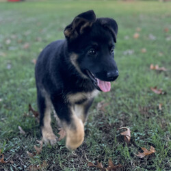 Adopt a dog:Addie/German Shepherd Dog/Female/10 weeks,Addie is ready for her new home. She can not wait to meet you, she loves cuddles and comes pre spoiled. She is a little princess. Addie is up to date on her age appropriate puppy vaccinations and vet checks to ensure that she is happy and healthy before venturing out into the world to make that journey home to her FUR-ever family. Could that special family be you?