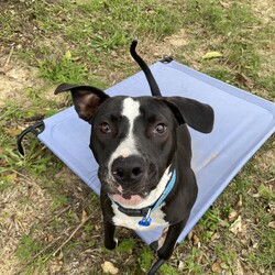 Adopt a dog:Wallace/Bull Terrier/Male/1 Year 10 Months,Hello, lovely humans! I am Wallace, a gentle natured younger boy who just wants to live a relaxed life. I'm very affectionate, I love a good pat session and just hanging out with you, I also enjoy meeting new people to see if they share my love of pats! I'm quite goofy when I'm relaxed, I love playing with toys and chasing a tennis ball, sniffing around and exploring the yard, or just having a nice afternoon snooze. I have some lovely confidence, but I will need reassurance from my new people when I'm entering new environments. I prefer to be mainly outdoors, I'm slowly getting used to being indoors, so if you have a nice secure yard and an open door, I'll wander in and investigate in my own time. I've had quite a sheltered life and I'm slowly learning about things I really should have been exposed to when I was a young pup, I find other dogs fascinating, I'm leaning how to interact with them nicely, I love all dogs of all types, so if you have a canine companion already, that's perfect for me! If you're looking for a quiet companion who just wants to live a lazy stress-free life, I'm your boy! Come hang out with me and I promise you will fall in love with my calm energy. XX Wallace