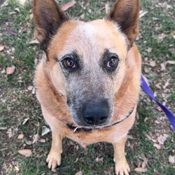 Bingo/Australian Stumpy Tail Cattle Dog/Female/4 Years 6 Months,Hello friends my name is Bingo and I'm on the search for my new forever home! I'm a charming chunky girl who is on the lookout for my new forever home, I've had a pretty rough start to life and don't always know how to be a dog but I try super hard. I've built some really nice bonds with some friends here at the shelter and now I'm much better at making friends and I'm ready to meet my forever family. I'm a sensitive girl still though and need a home where my boundaries are respected and I can have predictable interactions with people. It would be better to have a few trusted adults in the home that I can learn to love and trust. I've also met a few dogs here at the shelter and I'm respectful but very uncomfortable and prefer to keep my distance so it would also be best to be the only dog in your home.  I am a cattle dog and so can also sometimes be really subtle in communicating things to my friends so it would be good if my new family did some research about my breed so we stay on the same page and I don't get overwhelmed by accident. I'll also need a family committed to my ongoing weight loss journey as I'm still quite a few kilos away from where my vet would like me to be.  Requirements: If you're looking for a sweet girl who needs some TLC and a lot of understanding then I'm hoping you might bring me into your loving home. Come down to the Hunter shelter and the staff can help us get to know each other, I'll be waiting! Love, Bingo