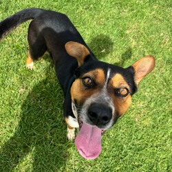 Tiger/Australian Kelpie/Male/2 Years 3 Months,Hi! I'm Tiger! I'm a super lovely kelpie boy who is looking for a home who can spoil me rotten! I'm energetic, playful and allround a goofy gentleman! I'm a high energy dog and I'll need someone who is willing to spend time with me and do lots of fun exercise and games! I would love to have nice quiet walks, sniff around for my food like a little treasure hunt, and snooze in the sun from time to time. I can be a bit exuberant, and will not be suited to young kids who I might knock over! Unfortunately, I have had a bit of a hard go of life and was in a situation where I couldn't always trust the people around me so I will need a family that is able to provide me with a bit of stability and trust. I haven't met many dogs and they can scare me a little bit so I'll will need to be the only pooch in your life, but don't worry, I promise to fill your home with my fun loving personality.  Requirements: Tiger is such a beautiful young man who is very eager to find his new furever home! Come on down to the Hunter shelter and meet him today! Love and tail wags, Tiger!