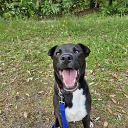 Xander/American Staffordshire Terrier / Australian Kelpie/Male/1 Year 3 Months,Hi I'm Xander! I’ve spent most of my life in the shelter, but now I’m ready to find my forever family. I’m a sweet and smart boy, and while I may need a little time to adjust, I promise I’m quick to learn and eager to please. I love cuddles and neck scratches—they’re my absolute favourite! I’ll happily snuggle up next to you while we relax together, whether it’s on the couch or during a quiet walk. One of my absolute favourite things to do is spend time in or near water. I love to dig in it, explore it, and even take a quick dip. Whether it’s a shell pool or a calm spot for a splash, I’m in my happy place when I’m around water. Since I’ve spent a lot of time in the shelter, I’ll need a patient family who can help me adjust to home life. I’m food-motivated, which makes training easier, and I’m eager to learn new things—especially if treats are involved! While I’m making progress, I will need some ongoing guidance as I get used to my new routine and environment. It’s important to note that I’m not a fan of other dogs, so I would prefer to be the only pet in the home. I’m looking for a calm, quiet space where I can feel safe, explore, and enjoy time with my person. After a fun day of adventures, nothing makes me happier than curling up for a cuddle with you. If you're looking for a loyal, loving companion who just needs a little extra care and attention to feel at home, I might just be the perfect match for you! 