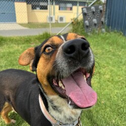 Tiger/Australian Kelpie/Male/2 Years 3 Months,Hi! I'm Tiger! I'm a super lovely kelpie boy who is looking for a home who can spoil me rotten! I'm energetic, playful and allround a goofy gentleman! I'm a high energy dog and I'll need someone who is willing to spend time with me and do lots of fun exercise and games! I would love to have nice quiet walks, sniff around for my food like a little treasure hunt, and snooze in the sun from time to time. I can be a bit exuberant, and will not be suited to young kids who I might knock over! Unfortunately, I have had a bit of a hard go of life and was in a situation where I couldn't always trust the people around me so I will need a family that is able to provide me with a bit of stability and trust. I haven't met many dogs and they can scare me a little bit so I'll will need to be the only pooch in your life, but don't worry, I promise to fill your home with my fun loving personality.  Requirements: Tiger is such a beautiful young man who is very eager to find his new furever home! Come on down to the Hunter shelter and meet him today! Love and tail wags, Tiger!