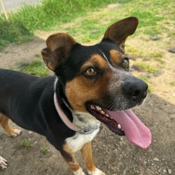 Tiger/Australian Kelpie/Male/2 Years 3 Months,Hi! I'm Tiger! I'm a super lovely kelpie boy who is looking for a home who can spoil me rotten! I'm energetic, playful and allround a goofy gentleman! I'm a high energy dog and I'll need someone who is willing to spend time with me and do lots of fun exercise and games! I would love to have nice quiet walks, sniff around for my food like a little treasure hunt, and snooze in the sun from time to time. I can be a bit exuberant, and will not be suited to young kids who I might knock over! Unfortunately, I have had a bit of a hard go of life and was in a situation where I couldn't always trust the people around me so I will need a family that is able to provide me with a bit of stability and trust. I haven't met many dogs and they can scare me a little bit so I'll will need to be the only pooch in your life, but don't worry, I promise to fill your home with my fun loving personality.  Requirements: Tiger is such a beautiful young man who is very eager to find his new furever home! Come on down to the Hunter shelter and meet him today! Love and tail wags, Tiger!