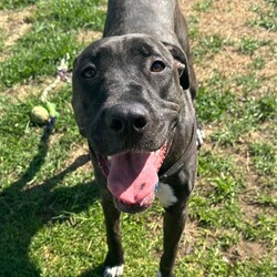 Leia/Mastiff / Staffordshire Bull Terrier/Female/1 Year 11 Months,Hello there, my name is Leia, a 1-year-and-7-month-old Staffordshire Bull Terrier lady! I'm looking for a loving, patient, and kind human who can offer me a forever home. I still have lots to learn about life and once I show my true self am playful girl, who loves toys. I'm still learning about the world, so I need someone patient who can help me learn new things every day. I promise to be a quick learner and reward you with endless loyal companionship. As for other pets, I'd really like to be your only fur-kid. I don't haven't met many other animals, but I do best when I can be the star of the show.  I'm looking for a home with older children, who can understand my needs and shower me with the love I deserve. In return, I promise to be your best friend, your confidante, and your loving companion. Requirements: 