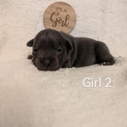 Beautiful blue staffy puppies/Staffordshire bull terrier/Mixed Litter/3 weeks,My 4 year old girl skylar has had 4 stunning blue puppies on (2 girls and 2 boys).

* Girl 1 £1200

* Girl 2 £1200 RESERVED

* Boy 1 £1200 RESERVED

* Boy 2 £1200 RESERVED

The puppys are been brought up in our dog loving home and will be well socialised and will be around children and our cat.

About dad:
Hes called socks he is kc registered and extremely handsome.
Hes a Proven stud with a long waiting list.
He has a solid head and muscle structure, perfect example of the breed
Socks instagram: Geministaffs

About mum:
Shes not kc but is a strong pedigree with both her parents been kc registered. She has excellent heritage her dad is the notorious arnie (kc name: blue governor).
She is pretty and thickset and is the twin of her dad
skylar is so gentle and great with our kids they love her, she hasn't got a bad bone in her body and never shows aggression to other dogs or animals, she is also very intelligent.
Skylars instagram: miss_skylarblue

They will leave with their 1st injections and second ones paid for
A vet check for each of them will be carried out
They will be microchipped
Wormed with panacur every 2 weeks until leaving
Puppy pack - dog food to get you started, bowl, blanket, toys etc

They were born on 07/11/24 and will be ready for there forever homes on the 02/01/25, they are booked in for their vaccine on the 29th but they can go to their new homes from the 24th Dec (without their 1st vacs).

Viewings are welcome (to the minority who might have bad intentions.. we have cctv on our house inside and out) also more pictures can be sent of the puppy's on request.

We will require a non-refundable deposit of £200 to secure your puppy of choice until they are ready to leave.