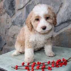 Regina/Mini Aussiedoodle									Puppy/Female														/9 Weeks,Do you need a fluffy, smart, and hypoallergenic Mini Aussiedoodle? This adorable little cutie comes up to date on shots and dewormer and will be vet checked before going home. The mother Miley is a Mini Aussiedoodle and the sire Range is a Miniature Poodle. If you are looking to add a new puppy to your home this holiday season contact us today! 