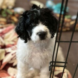 Harvest/Miniature Poodle Mix									Puppy/Male																/12 Weeks,He is a sweet puppy who loves to play and lots of kisses to give. He would love to become part of your family