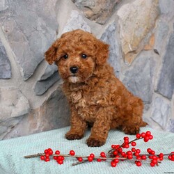 Junior/Toy Poodle									Puppy/Male																/10 Weeks,Meet Junior the little Toy Poodle puppy with a big heart and soft curls! This charming pup comes up to date on shots and dewormer and is vet checked. The mother is a Toy Poodle named Ruby and the father is also a purebred Toy Poodle! Our puppies are well socialized with children and family raised! If you are seeking a tiny pup who will stay small contact us today! 