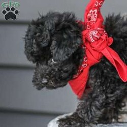 Alex/Toy Poodle									Puppy/Male																/11 Weeks,Meet the curliest, cutest bundle of love! This Miniature Poodle baby is eager to meet everyone, wiggling with joy over the thought of making a new friend. Our children love spending plenty of time with them, especially since these puppies are raised in our house where they can be near us all the time. Super friendly and fun, there will be no lack of excitement and laughter with one of them in your life! We are getting them vet checked, and up to date on shots and dewormer. Their father is a Toy Poodle, so these puppies are on the smaller side of Miniature. Call us soon to claim this cutie as yours!